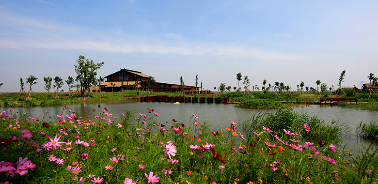 杭州湾国家湿地公园（花）